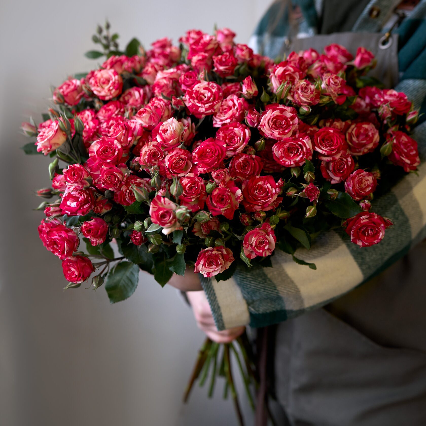 Lovely სპრეი ვარდი 