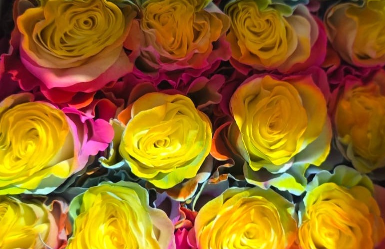 შეღებილი ვარდი 