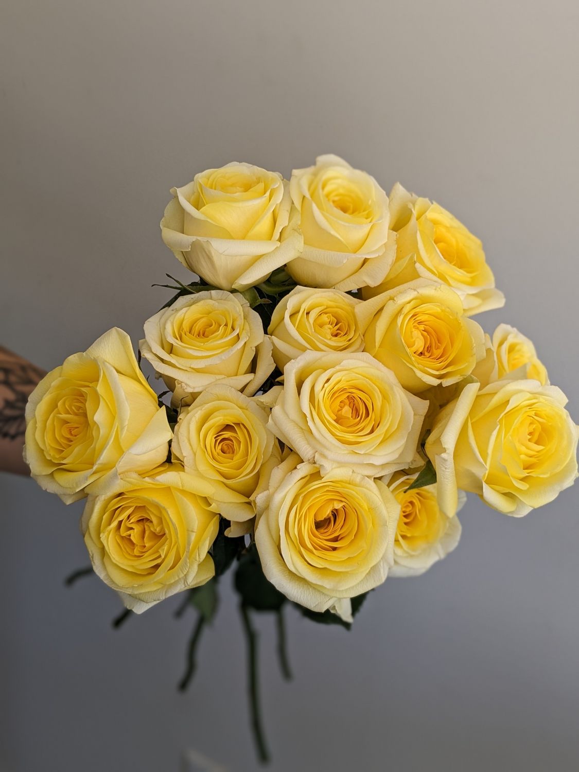 Stardust yellow rose