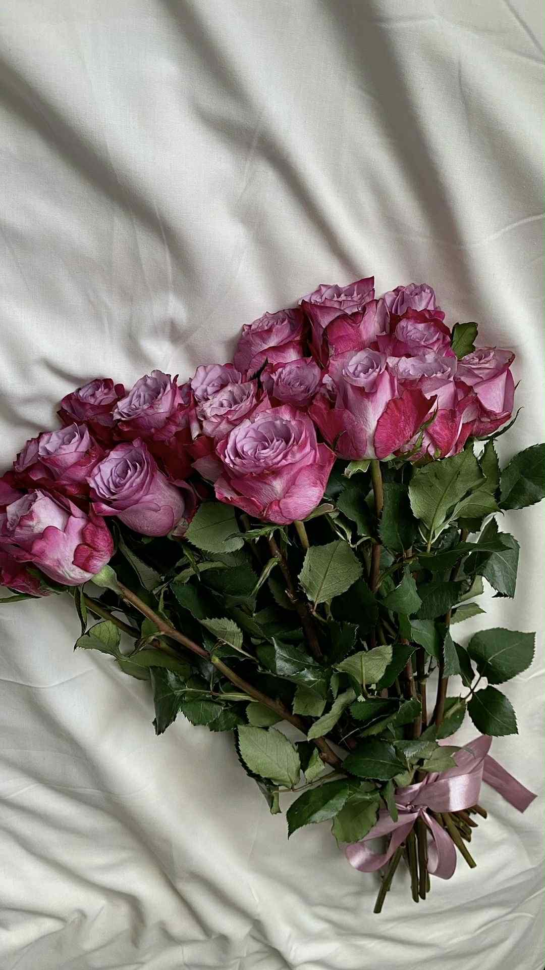 ჰოლანდიური ვარდები