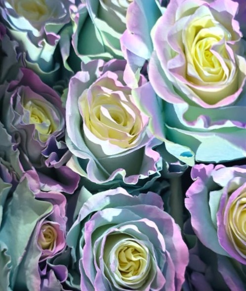 შეღებილი ვარდი 